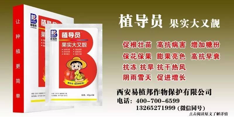 澳门王中王100%期期中一期,澳门王中王100%期期中一期，揭秘彩票神话背后的真相